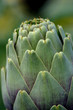 nature's design nature's design