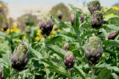 artichoke field artichoke field