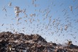 city dump