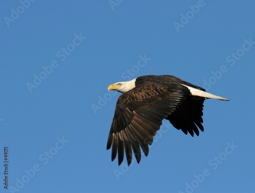 bald eagle in flight