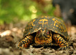 box turtle