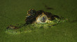 crocodile eyes