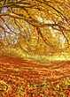 autumns