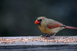 Foto: northern cardinal (cardinalis cardinalis) female, northern cardinal (cardinalis cardinalis) female,