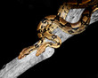 mingling pythons