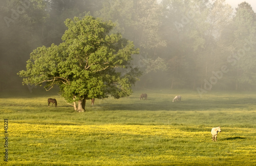 horses and tree at cades cove