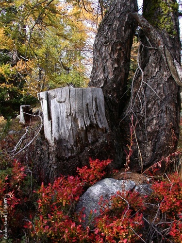 automne 5