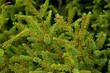 branches de sapins