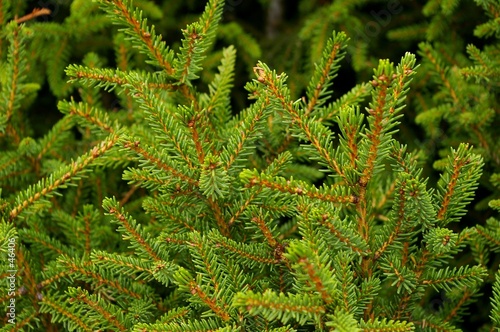 branches de sapins