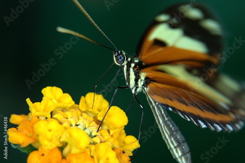 papillon exotique papillon exotique