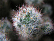 Photo: cactus on my mind cactus on my mind