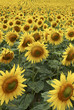 field of sunflowers