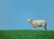 calling lamb calling lamb