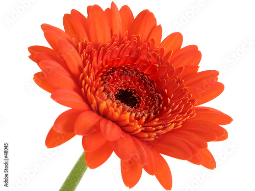 Gerber+daisy+flower+pictures