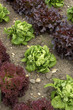 rows of lettuce