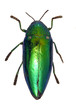 shiny green beetle