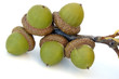 acorns acorns