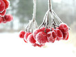 the red rimed berry. the red rimed berry.