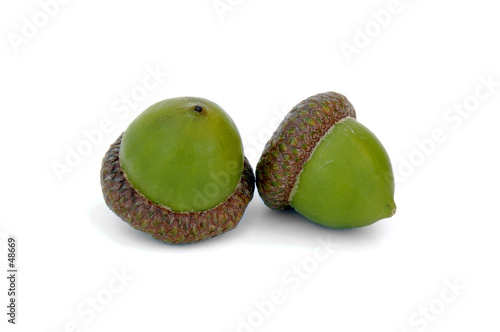 two acorns two acorns