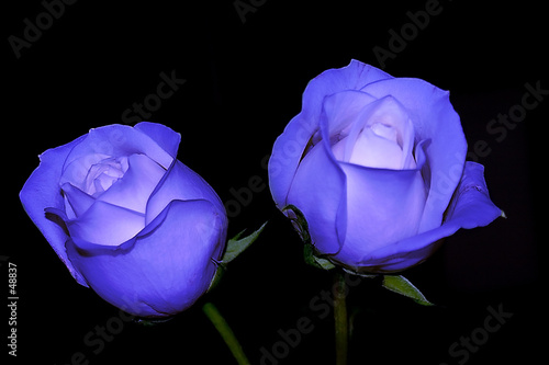 blue roses