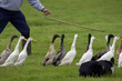 ducks being guided into a pen