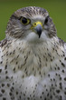 saker falcon