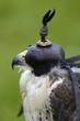 peregrine and lanner hybrid falcon