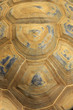 giant tortoise shell