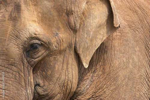 elephant head