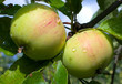 washed apple
