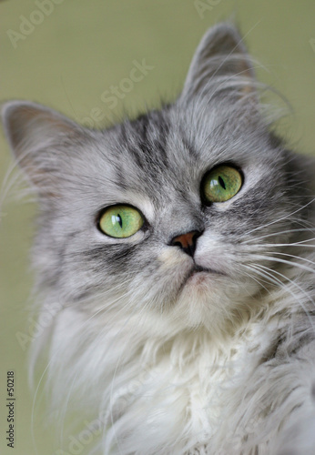 cat with green eyes
