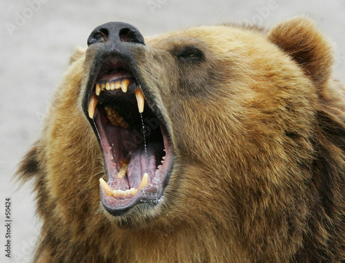 shouting bear