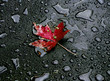 after rain