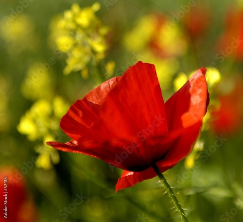poppy poppy