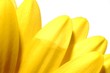 yellow petals