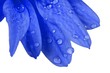 wet petals 2
