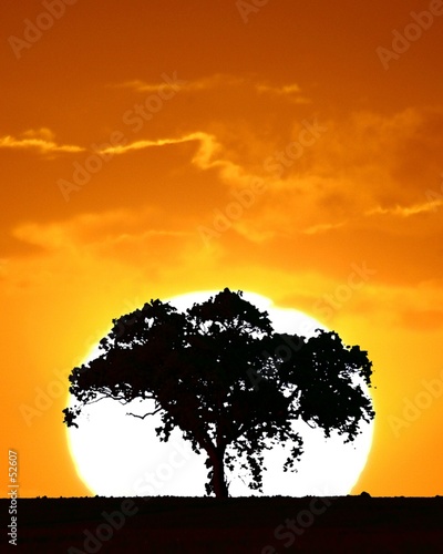 tree at sunset