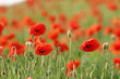 coquelicots