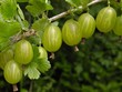gooseberry