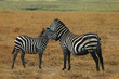 petite famille zebre petite famille zebre