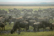 gnous et zebre gnous et zebre