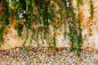 Photo: hanging rosemary hanging rosemary