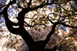 jacaranda