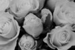 rose black-white