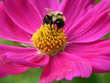 bumble bee pollenating bumble bee pollenating