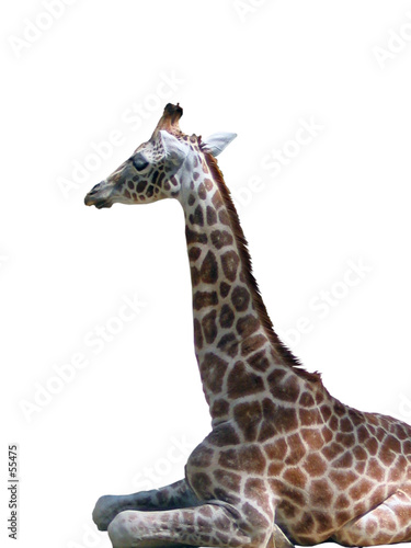 girafon