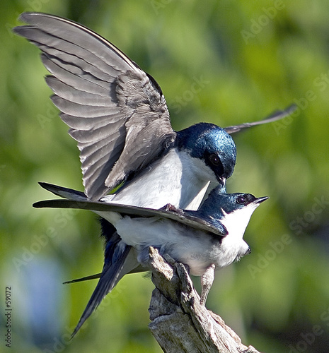 Photo: tree swallows mating tree swallows mating