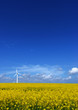 wind turbine on rape field