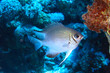 poisson poisson