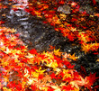 autumn dropping